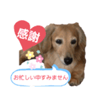 愛犬さっくん2（個別スタンプ：15）