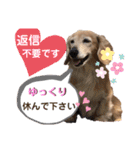 愛犬さっくん2（個別スタンプ：17）