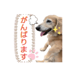 愛犬さっくん2（個別スタンプ：18）