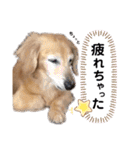 愛犬さっくん2（個別スタンプ：19）