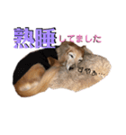 愛犬さっくん2（個別スタンプ：20）