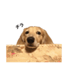 愛犬さっくん2（個別スタンプ：23）