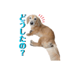 愛犬さっくん2（個別スタンプ：24）