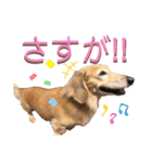 愛犬さっくん2（個別スタンプ：25）