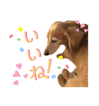 愛犬さっくん2（個別スタンプ：26）