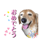 愛犬さっくん2（個別スタンプ：27）