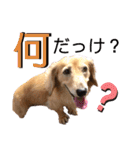 愛犬さっくん2（個別スタンプ：28）
