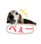 愛犬さっくん2（個別スタンプ：29）