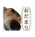 愛犬さっくん2（個別スタンプ：31）