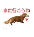 愛犬さっくん2（個別スタンプ：32）