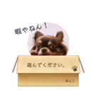 チョコタンチワワのあんこちゃん（個別スタンプ：1）