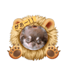 チョコタンチワワのあんこちゃん（個別スタンプ：2）