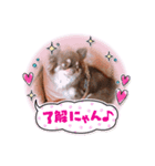 チョコタンチワワのあんこちゃん（個別スタンプ：4）