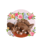 チョコタンチワワのあんこちゃん（個別スタンプ：5）