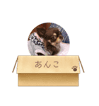 チョコタンチワワのあんこちゃん（個別スタンプ：7）