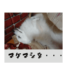 あいさつ・アラカルト（個別スタンプ：15）