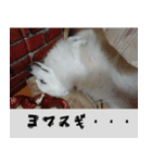 あいさつ・アラカルト（個別スタンプ：16）