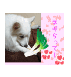 あいさつ・アラカルト（個別スタンプ：17）