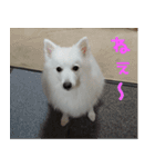 あいさつ・アラカルト（個別スタンプ：21）