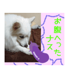 あいさつ・アラカルト（個別スタンプ：24）
