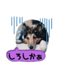 らりちゃん・博多弁たい（個別スタンプ：10）