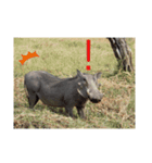 南部アフリカの動物たち（個別スタンプ：2）