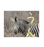 南部アフリカの動物たち（個別スタンプ：3）