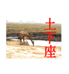 南部アフリカの動物たち（個別スタンプ：4）