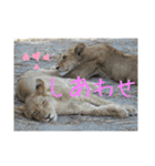 南部アフリカの動物たち（個別スタンプ：5）