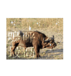 南部アフリカの動物たち（個別スタンプ：6）
