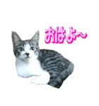 木更津猫テト（個別スタンプ：1）