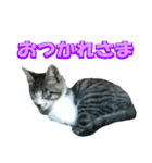 木更津猫テト（個別スタンプ：2）