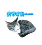 木更津猫テト（個別スタンプ：3）
