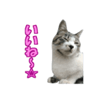 木更津猫テト（個別スタンプ：4）