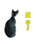 木更津猫テト（個別スタンプ：5）