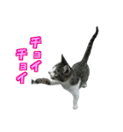 木更津猫テト（個別スタンプ：6）