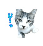木更津猫テト（個別スタンプ：7）