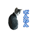 木更津猫テト（個別スタンプ：8）