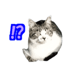 木更津猫テト（個別スタンプ：9）