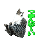 木更津猫テト（個別スタンプ：10）