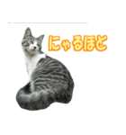 木更津猫テト（個別スタンプ：11）