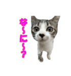 木更津猫テト（個別スタンプ：14）