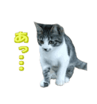木更津猫テト（個別スタンプ：15）