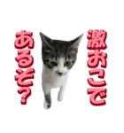 木更津猫テト（個別スタンプ：16）