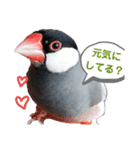 呼びかける文鳥さん『リアルな桜文鳥』（個別スタンプ：2）