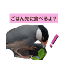 呼びかける文鳥さん『リアルな桜文鳥』（個別スタンプ：4）