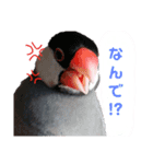 呼びかける文鳥さん『リアルな桜文鳥』（個別スタンプ：5）