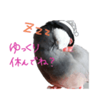 呼びかける文鳥さん『リアルな桜文鳥』（個別スタンプ：8）