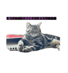 ねこ、チョコ（個別スタンプ：1）