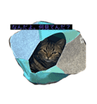 ねこ、チョコ（個別スタンプ：2）